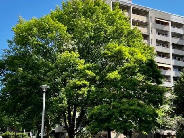 Wohnung mieten in Johannstadt, Dresden