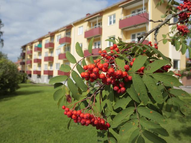 Lägenhet hyra i Falun, Dalarna