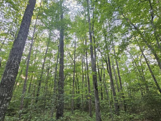 Land for sale in Tennessee