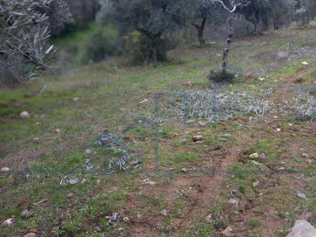 Terreno venda em Torre De Moncorvo, Bragança