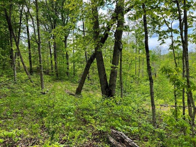Land for sale in Laurel, Indiana