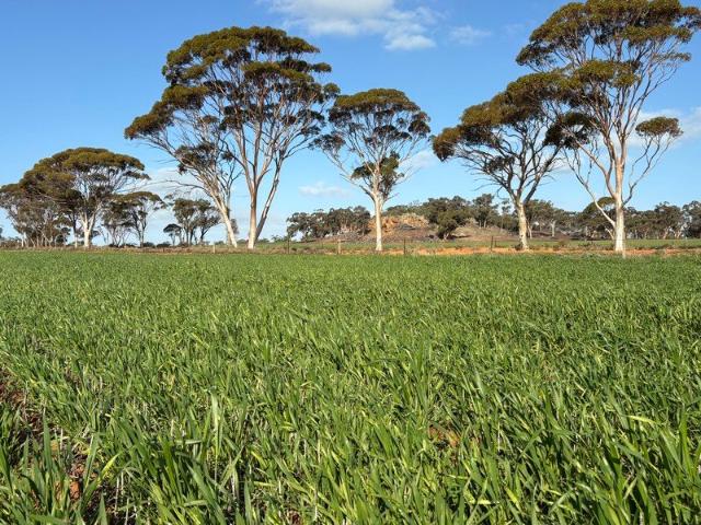 Acreage for sale in Nukarni, Western Australia