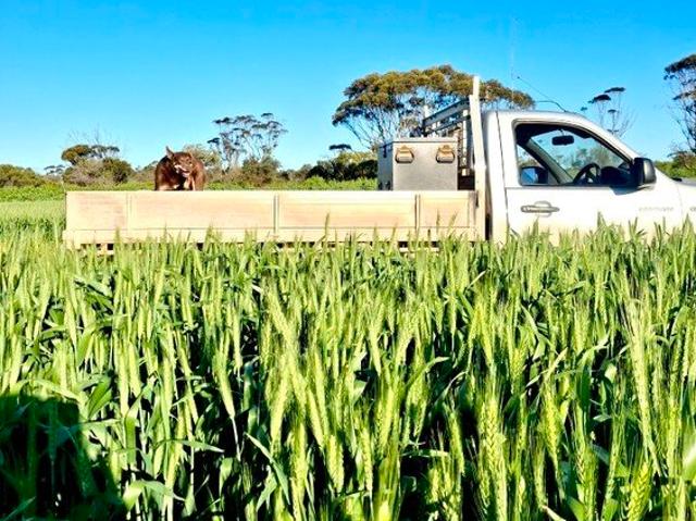Cottage for sale in Minnipa, South Australia