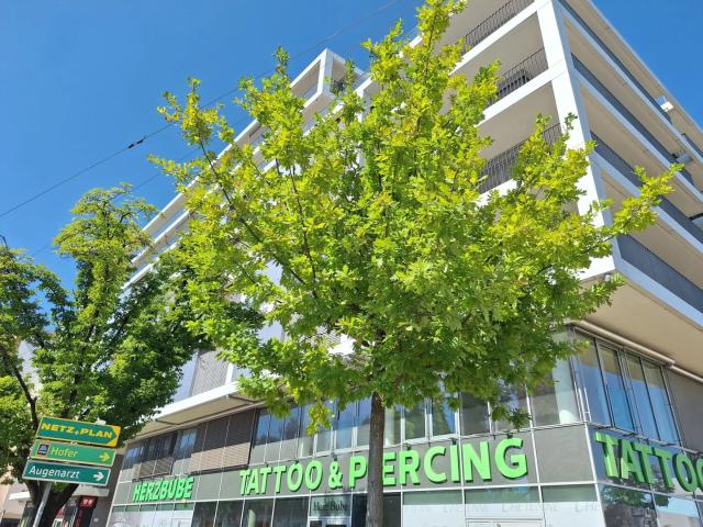 Apartment mieten in Spallerhof, Linz
