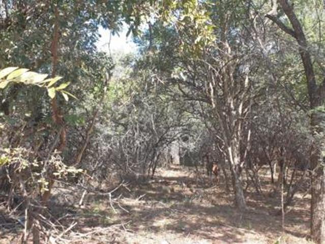 Land for sale in Limpopo