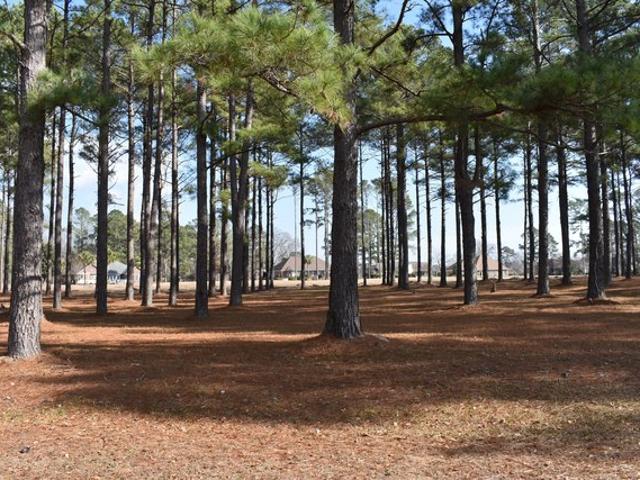 Land for sale in Manning, Clarendon County