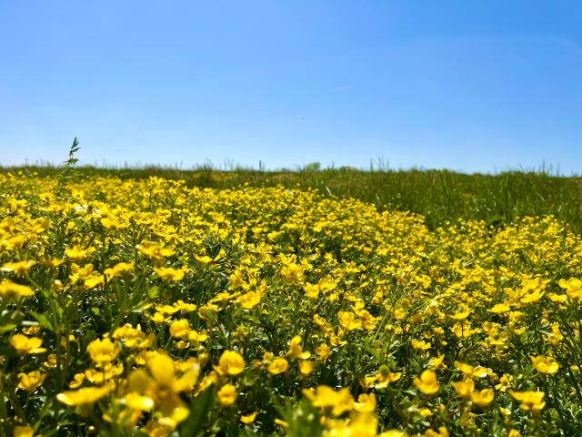 Land for sale in Bluegrass Dreams, Wilmore