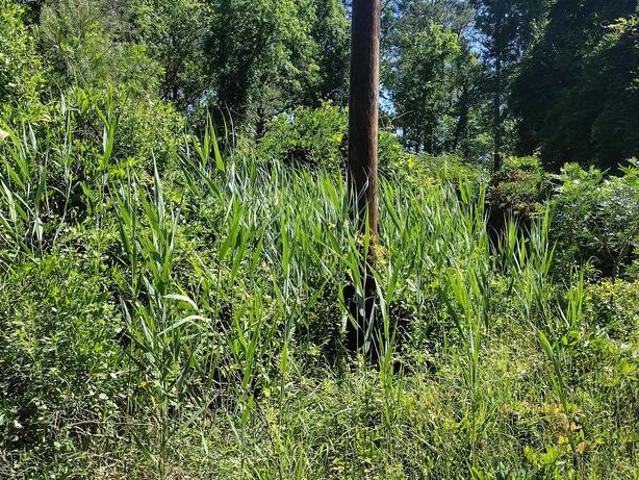 Land for sale in Shelltown, Somerset County