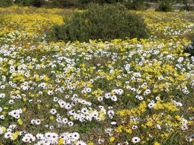 Land for sale in Western Cape