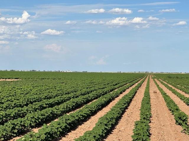 Farm for sale in Ropesville, Texas