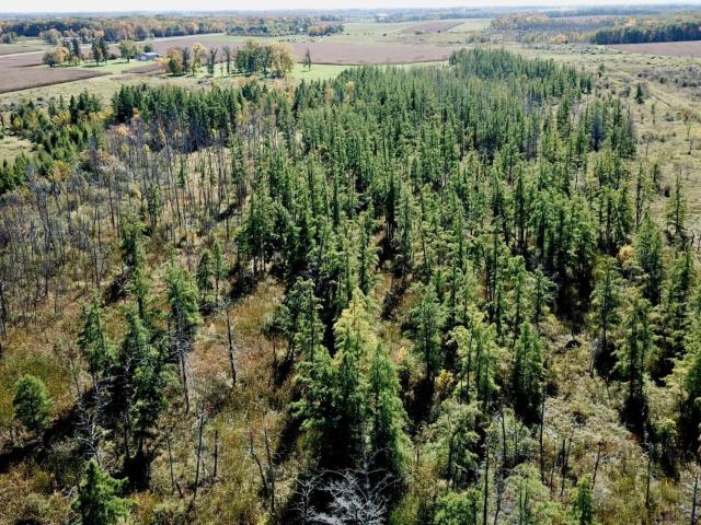 Land for sale in Bertha, Todd County