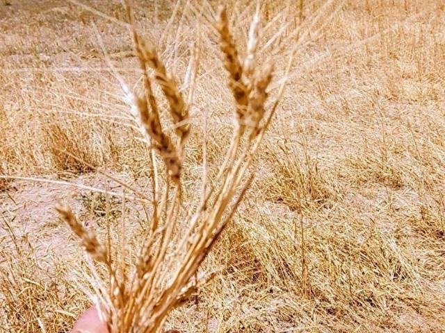 Avanos, Nevşehir içerisinde satılık Arsa