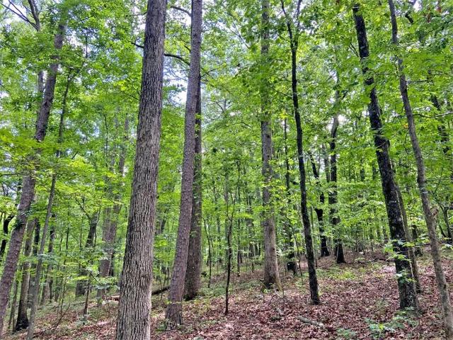 Land for sale in Dahlonega, Georgia