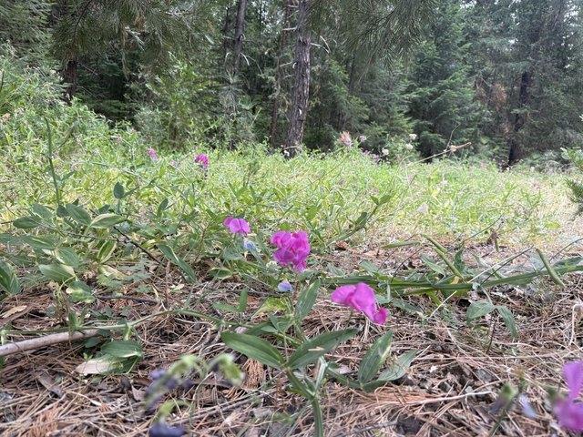 Land for sale in Weaverville, California