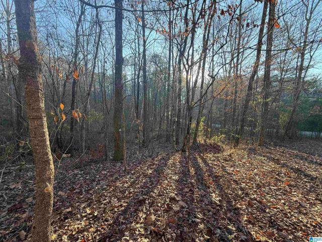 Land for sale in Dora, Alabama