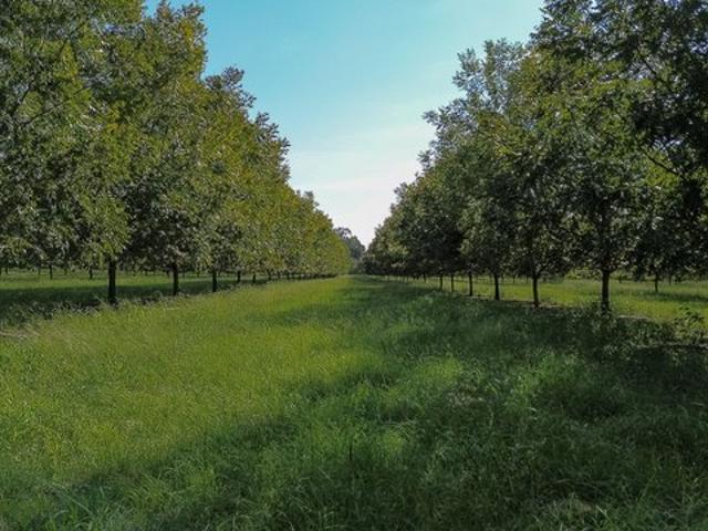 Land for sale in Plains, Sumter County