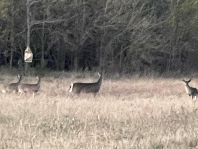 Land for sale in Delta, Texas