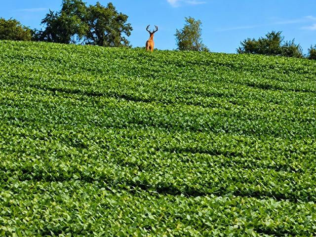 Farm for sale in Liberty, Casey County