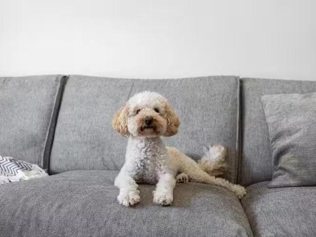 House for rent in Stirling, Western Australia