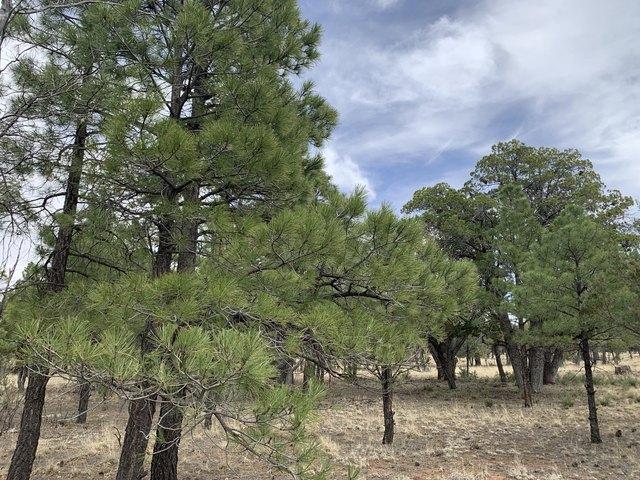 Land for sale in Happy Jack, Arizona