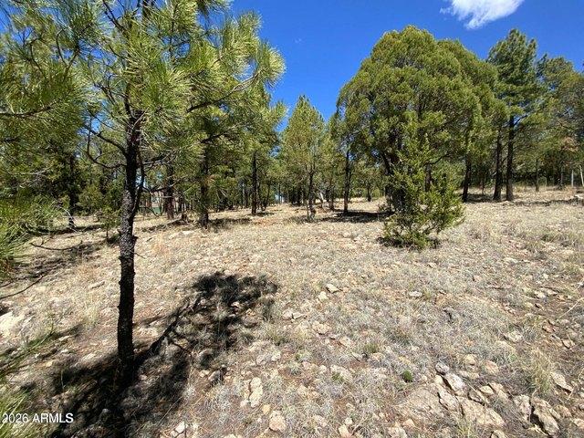 Land for sale in Happy Jack, Coconino County