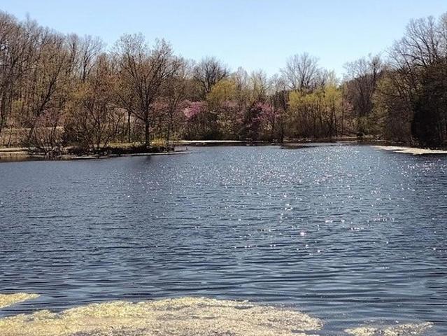 Land for sale in Seymour, Missouri