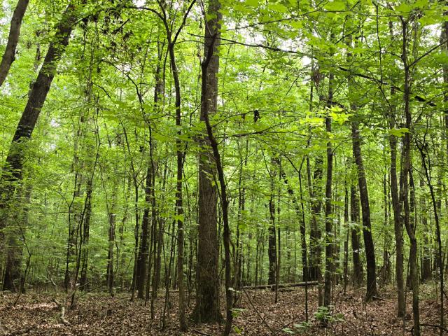 Land for sale in Senoia, Georgia