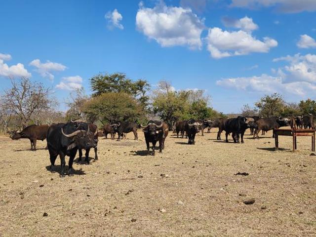 Farm for sale in Seshego, Limpopo