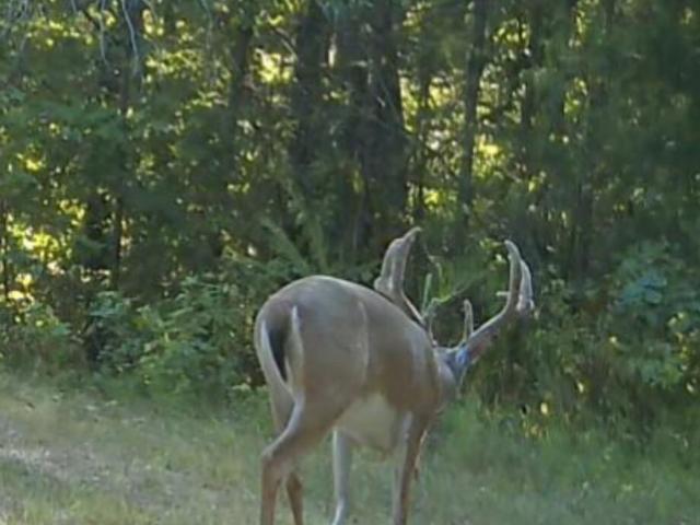 Land for sale in Tennessee