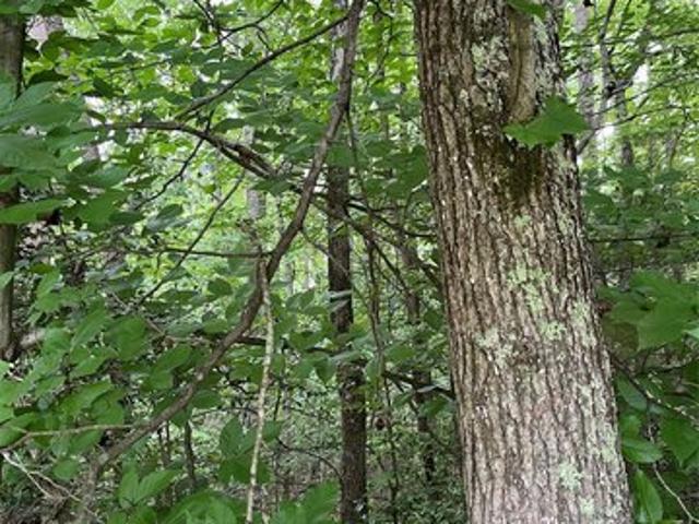 Land for sale in Shelby, North Carolina