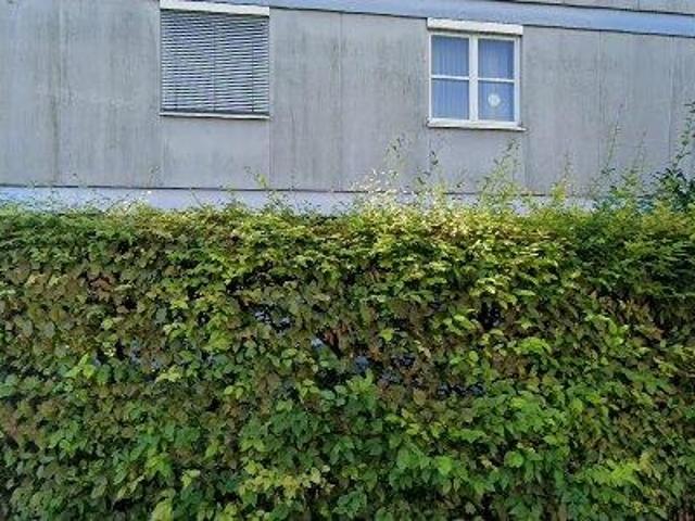 Apartment mieten in Hatlerdorf, Dornbirn