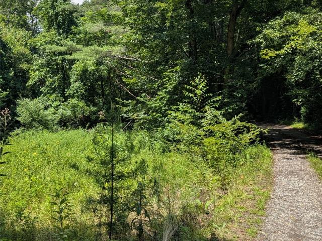 Land for sale in Sylva, North Carolina
