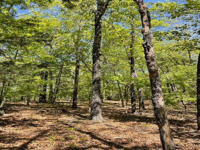 Land for sale in Yellville, Marion County