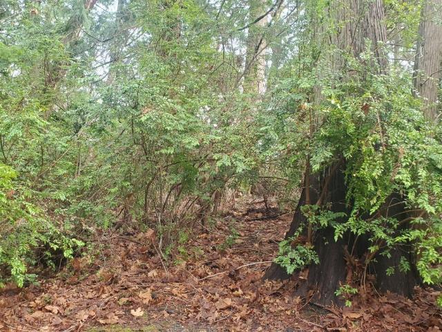 Land for sale in Shelton, Washington