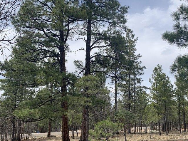 Land for sale in Happy Jack, Arizona
