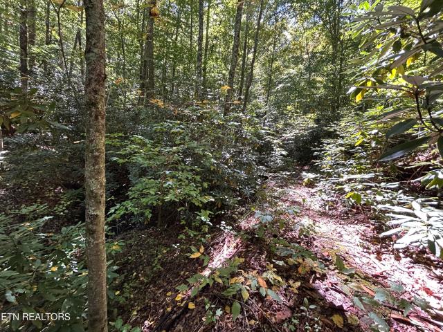 Land for sale in Rock Haven, Bean Station