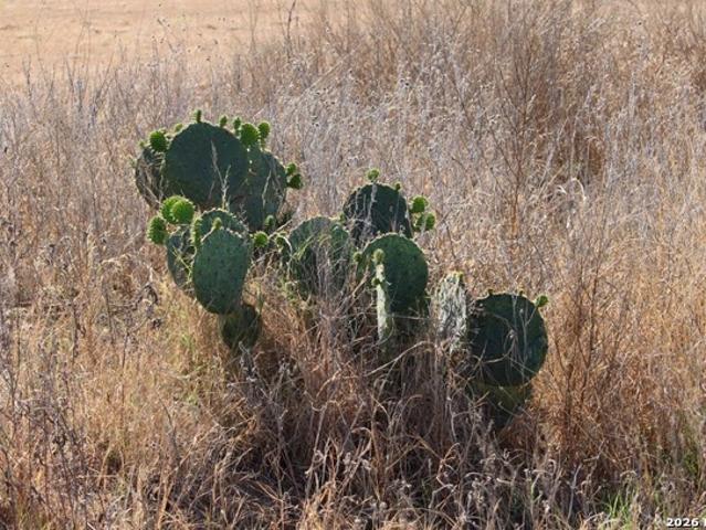 Farm for sale in Medina, Texas