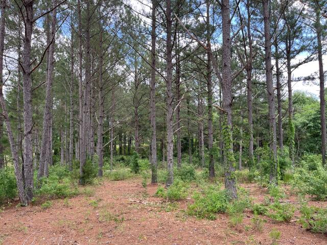 Land for sale in Newville, Alabama