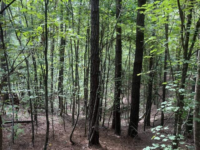 Land for sale in Ashland, Mississippi