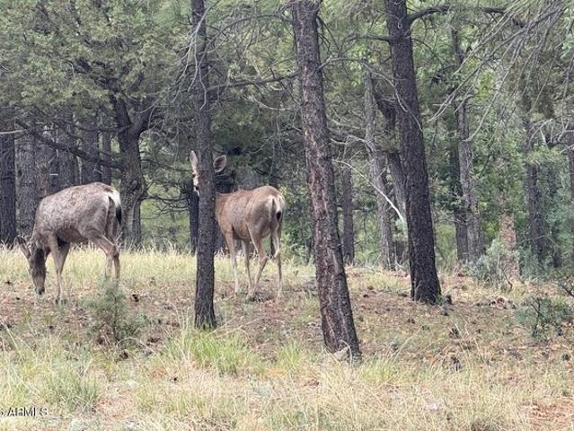 Land for sale in Happy Jack, Arizona