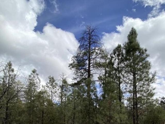 Land for sale in Happy Jack, Arizona