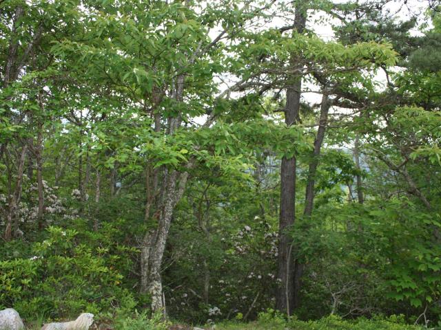 Land for sale in Virginia