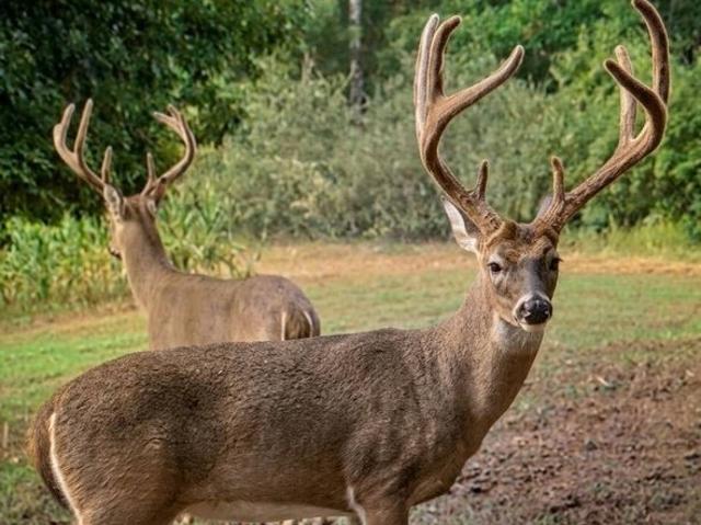 Land for sale in Stevenson, Alabama
