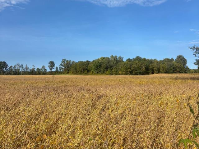 Land for sale in Michigan