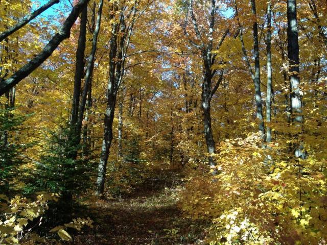 Land for sale in Minnesota
