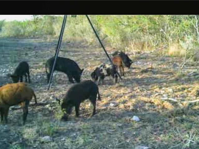 Land for sale in George West, Texas