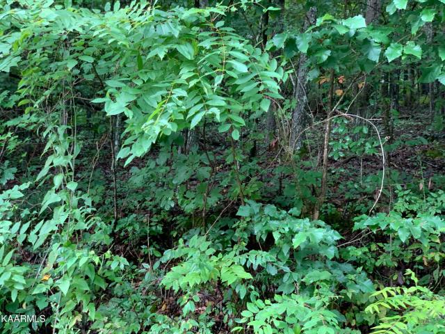 Land for sale in Tennessee