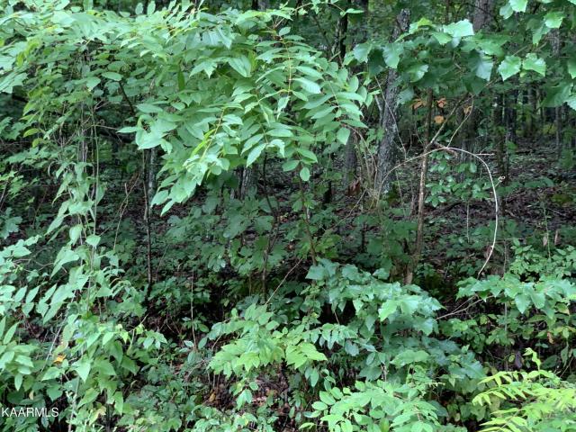 Land for sale in Loudon, East Tennessee