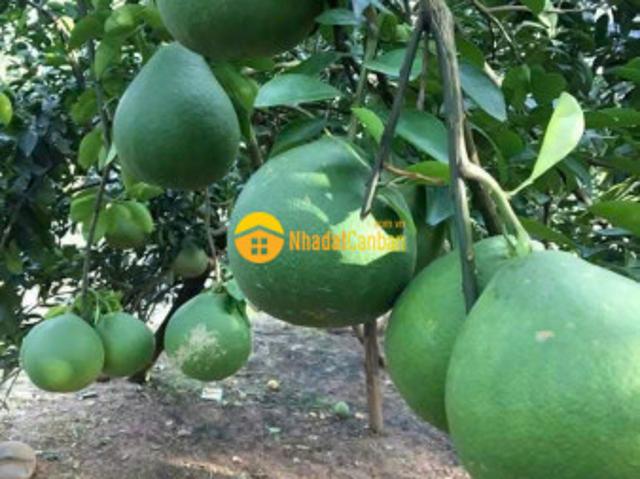 Nhà mặt phố bán