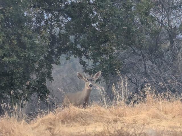 Land for sale in Mariposa